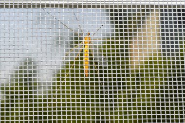 Kocaman sarı bir sivrisinek plastik ağın karşı tarafındaki odanın içine bakıyor.