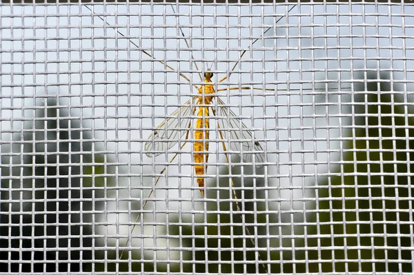 一只巨大的黄色蚊子盯着房间里塑料网的对面 — 图库照片