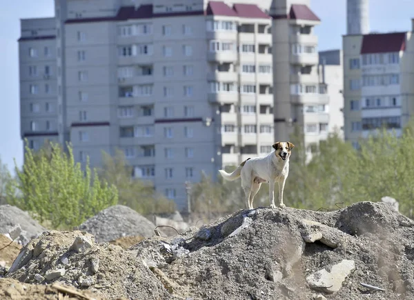 Um cão grande vadio solitário nos arredores da cidade em um canteiro de obras abandonado. Contexto — Fotografia de Stock