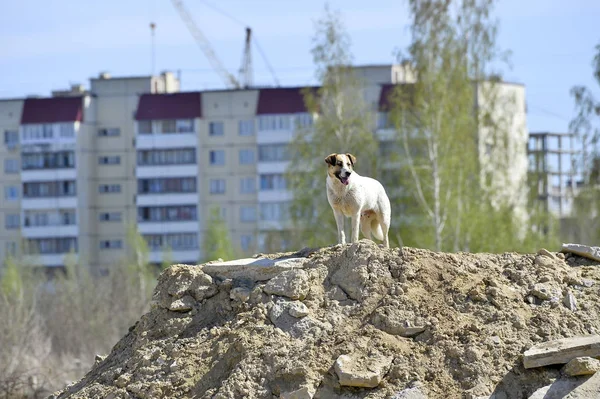 A stray large dog lonely on the outskirts of town in an abandoned construction site. Background