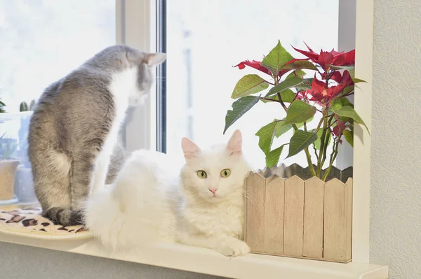 Un gato angora blanco con una mirada expresiva yace en una ventana con una flor roja en el fondo de otro gato gris —  Fotos de Stock