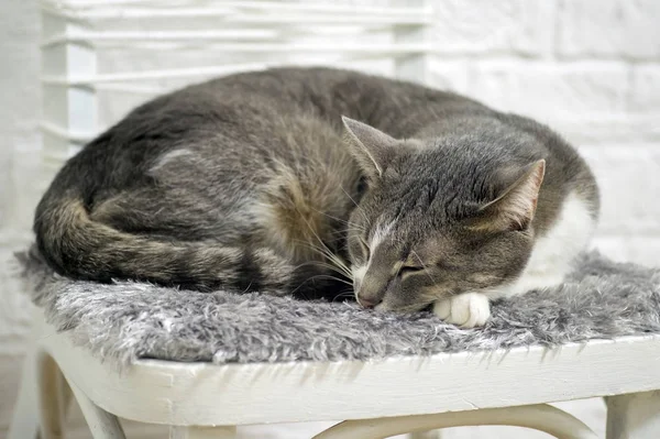 Chat gris gros plan dormant sur une chaise contre un mur blanc décoré . — Photo