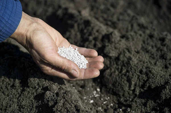 La mano de una agricultora sosteniendo un puñado de gránulos de fertilizante blanco en el fondo de una cama de tierra . — Foto de Stock