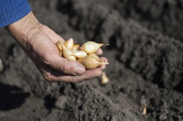 Die Hand einer Bäuerin hält eine Handvoll kleiner Zwiebelzwiebeln zum Pflanzen vor einem Hintergrund aus irdenen Beeten. — Stockfoto