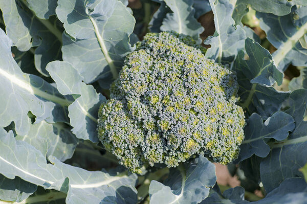 Ripe broccoli on the bed close-up. The concept of healthy farm products. The view from the top. Background