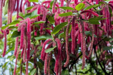 Çiçekli çalı Acalypha hispida bir sera tropikal bir iklim ile yetiştirilen. Arka plan