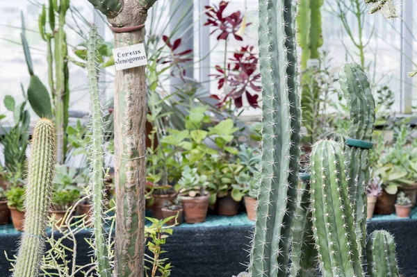Serada çeşitli sulu meyveler var. Geçmişi. Bitki yetiştirme kavramı.