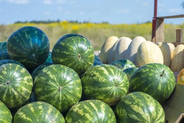 Filas de sandías de rayas verdes con melones ovalados en un remolque contra un campo amarillo y cielo azul. Contexto — Foto de Stock