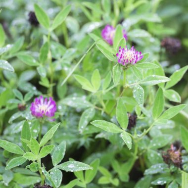 Yonca çiçekleri yeşilin arka planındaki çiğ damlalarında 