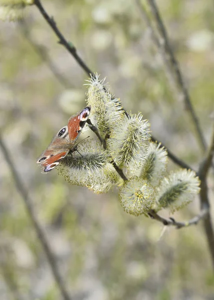 De dag pauw oog vlinder zit op bloeiende wilg knoppen in het vroege voorjaar. Achtergrond — Stockfoto