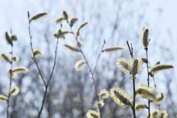 Bloeiende gele wilgenkatjes in het achtergrondlicht door een zachte lens. Achtergrond — Stockfoto