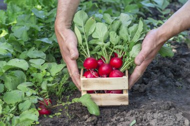 Bahçedeki ahşap bir kutunun içindeki çiftçinin elinde yemyeşil bluzlu kırmızı turp. Geçmişi. Yetiştirilen tarım ürünlerinin ekolojik saflığı..