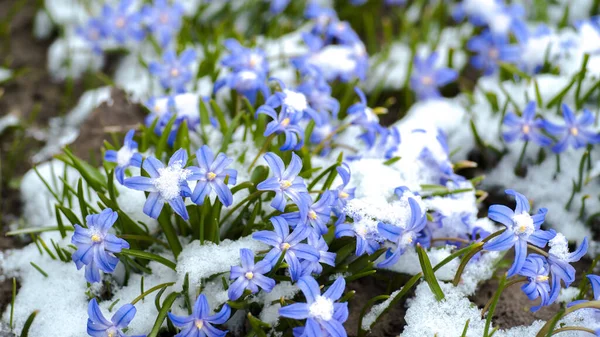 Gotas Neve Azuis Hionodoksy Com Folhas Verdes Parcialmente Cobertas Com — Fotografia de Stock