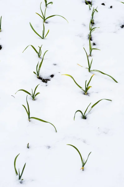 Das Beet Mit Jungen Knoblauchsprossen Ist Mit Schnee Bedeckt Hintergrund — Stockfoto