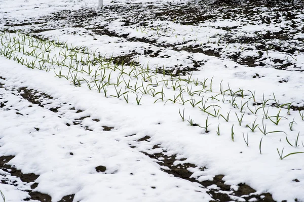 Das Beet Mit Jungen Knoblauchsprossen Ist Mit Schnee Bedeckt Hintergrund — Stockfoto