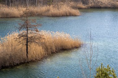 Geçen yılın sazlıklarıyla ve ön planda çam ağaçlarıyla kaplı bir orman gölündeki uçurumun manzarası. Arkaplan.