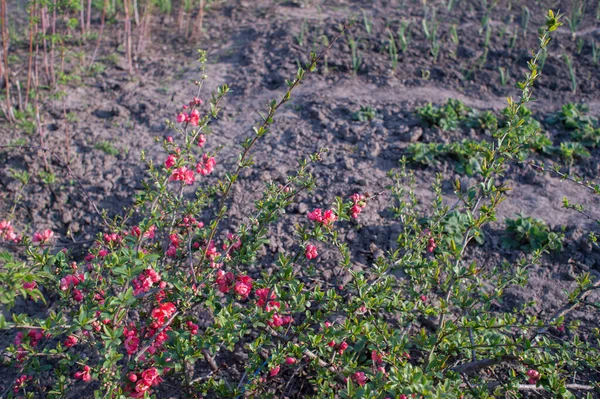 붉은 꽃이 피는 것은 부시 초파리초바의 어린 시절을 반영하는 것이다. 배경 — 스톡 사진