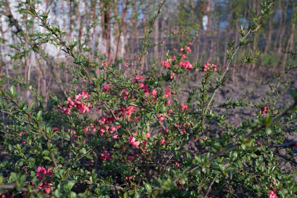 Flores rojas florecientes joven membrillo Bush Chaenomeles superba. Contexto —  Fotos de Stock