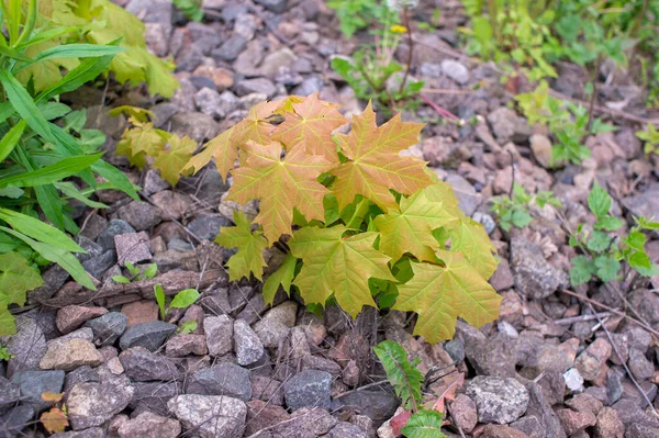 赤褐色の色合いの若い緑の葉を持つカエデの芽は瓦礫の上でクローズアップ成長します — ストック写真