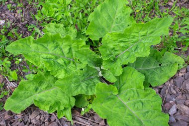 Baharda büyük yeşil yapraklı burdock. Doğal arka plan. Latince adı Arctium lappa.