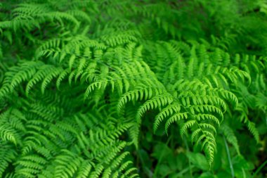 Yeşil eğreltiotu dalında, üniformalı ışıklandırmalı. Doğal arka plan. Küçük alan derinliği.