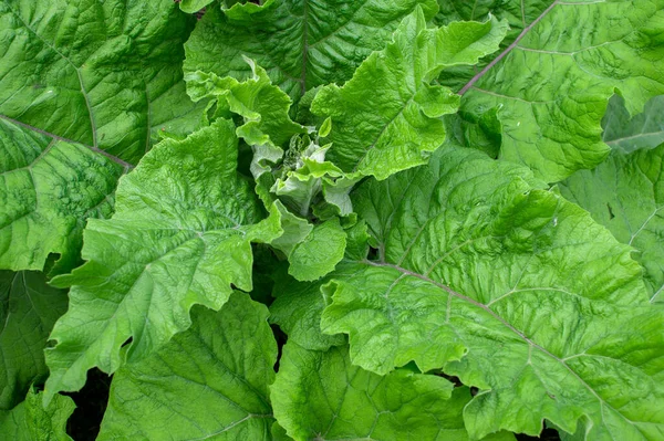 Kardborre Med Stora Gröna Blad Närbild Våren Naturlig Bakgrund Latinskt — Stockfoto