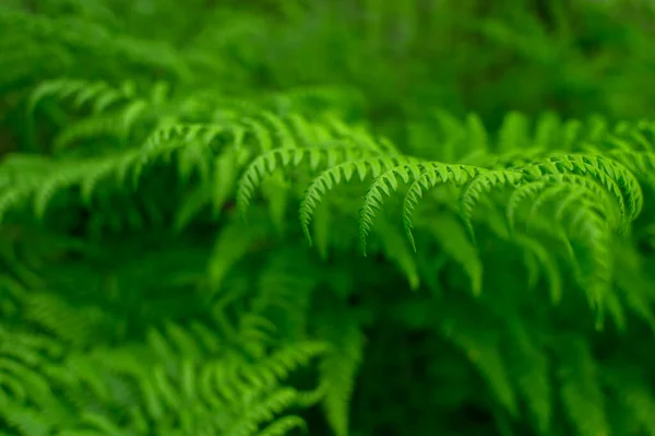 Gros Plan Branche Fougère Verte Avec Éclairage Uniforme Contexte Naturel — Photo