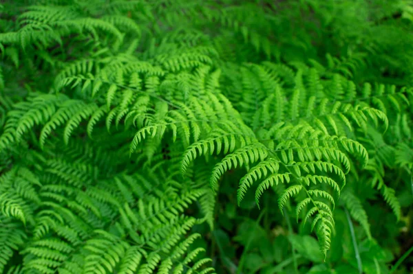 Green Fern Branch Close Uniform Lighting Natural Background Small Depth — Stock Photo, Image