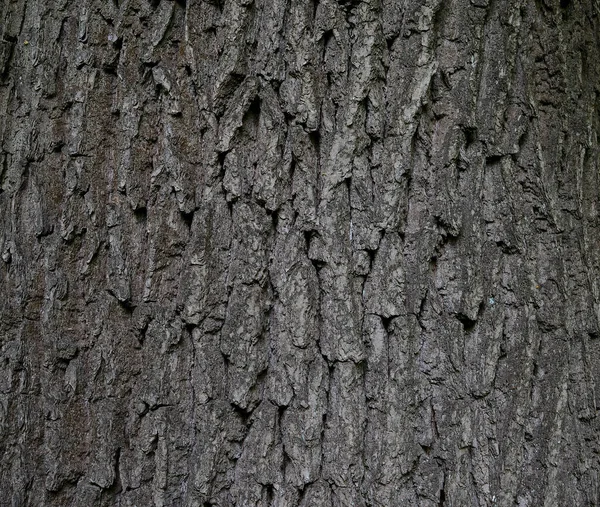 Casca Sem Defeitos Tronco Carvalho Com Gradiente Luz Natural Fundo — Fotografia de Stock