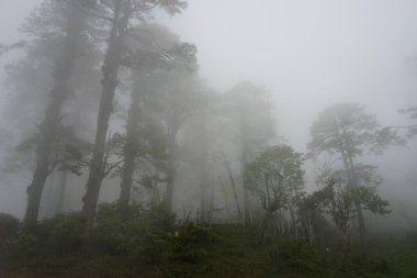 Dochula pass Bhutan Himalaya