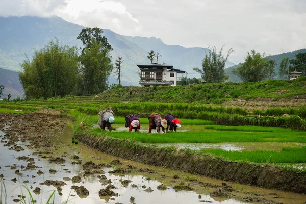 Frauen ernten Reis in Bhutan — Stockfoto