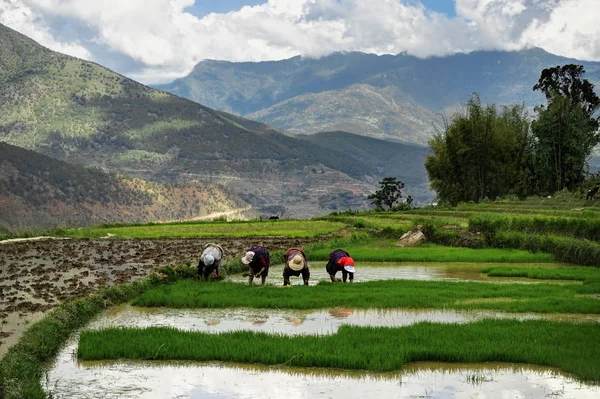 Womaen, що збирання врожаю рису в Бутані — стокове фото