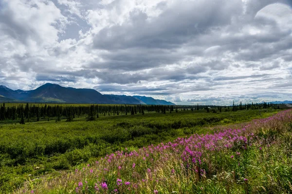 Příroda pohled s květinami a stromy a zamračená obloha v Aljašce jednotce — Stock fotografie
