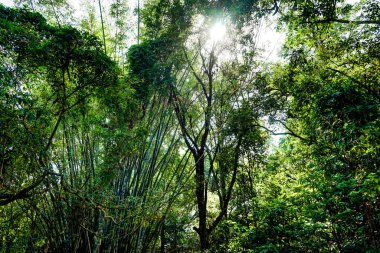 Pyin Oo Lwin Myanmbar Burmna 'da parkta doğa manzarası