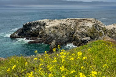 Pacific Coastel Oregon Amerika Birleşik Devletleri sarı çiçekler ile görünüm