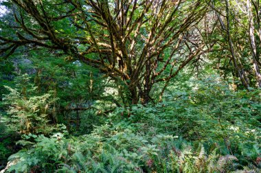 Redwoods sedir ağaçları içinde California Amerika Birleşik Devletleri
