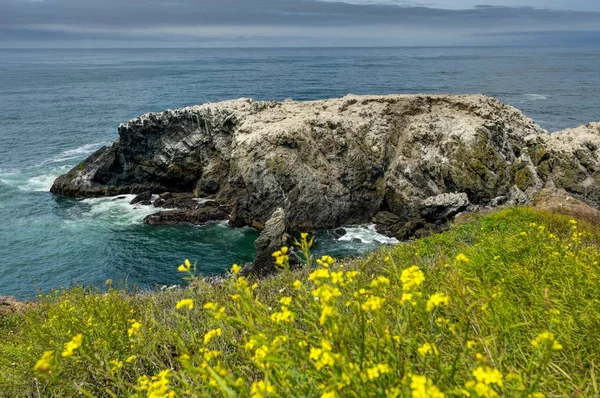 Pacific Coastel View con flores amarillas en Oregon Estados Unidos — Foto de Stock