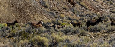 Ölüm Vadisi Milli Park California Doğu çölün ortasında
