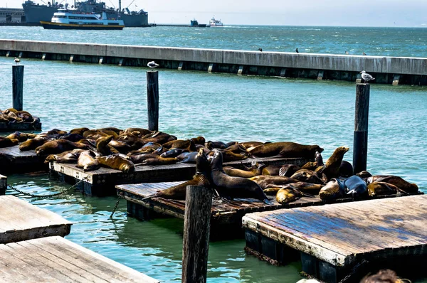 Sellos en el muelle 39 Fishermans Wharf en San Francisco California U — Foto de Stock