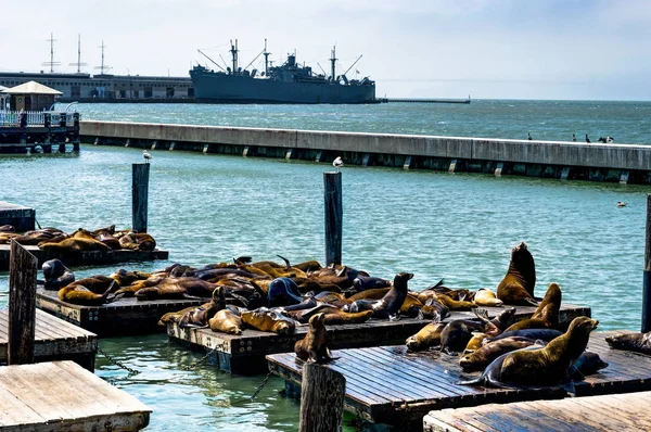 Sellos en el muelle 39 Fishermans Wharf en San Francisco California U — Foto de Stock