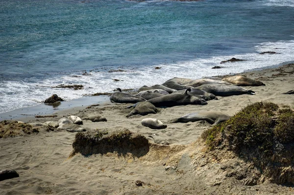 Leões marinhos na praia na Califórnia Estados Unidos da América — Fotografia de Stock