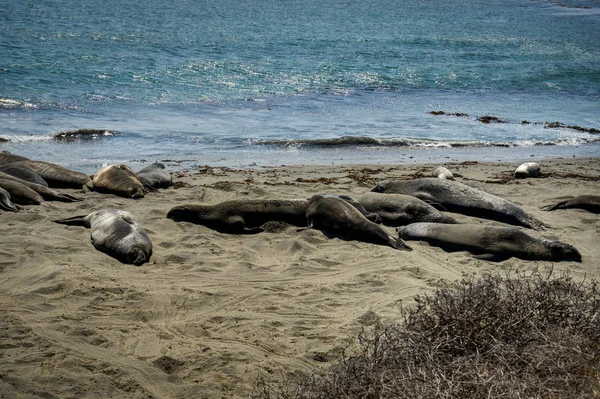 Lachtani na pláži v Kalifornii Spojené státy americké — Stock fotografie