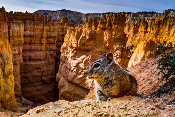Mały Mammot wiewiórka siedzi w Bryce Canyon National Parkbryc — Zdjęcie stockowe