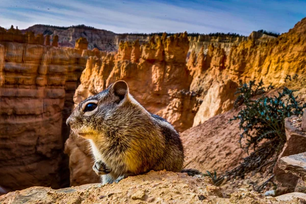 Petit écureuil Mammot assis au parc national de Bryce CanyonBryc — Photo