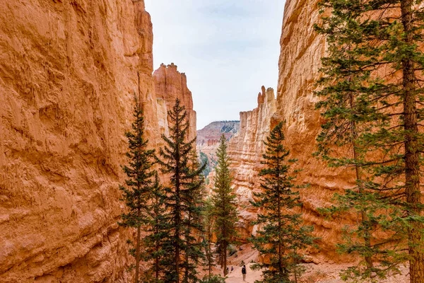 Bryce Canyon czerwone skały z natury treest niebo słońce w Utah, Stany Zjednoczone — Zdjęcie stockowe