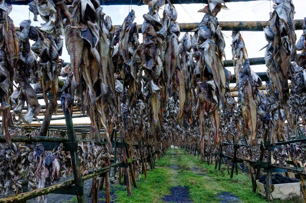 Secagem ao ar livre de bacalhau na Islândia — Fotografia de Stock