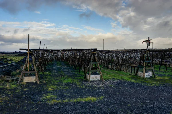 İzlanda Morina balığı açık kurutma — Stok fotoğraf