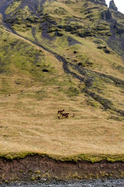 アイスランドの馬の牧草地と水と自然の風景 — ストック写真