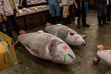 Tsukiji Balık pazarı Tokyo artırmada ton balığı