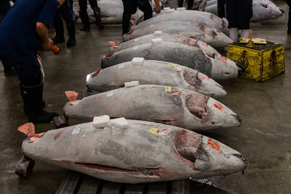 Leilão de atum no Mercado de Peixes de Tsukiji Tóquio — Fotografia de Stock